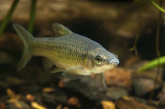Blue ribbon bear, pseudorasbora parva, stone moroco, stone moroko, fish, fish, pisces, topmouth gudgeon