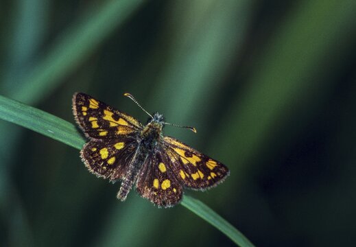 Colorful bighead, carterocephalus palaemon, chequered skipper, yellow cube thighead, butterfly, insects, butterfly, butterflies, butterflies