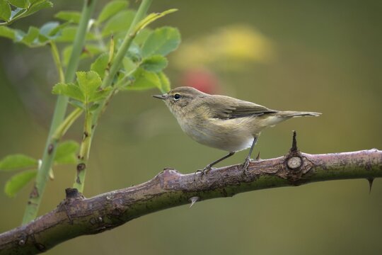 Willow Warbler leaf warbler, phylloscopus trochilus, willow warbler, birds, passeri, songbirds, birds