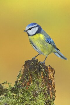 Blue tit (Parus caeruleus) sitting on an old tree root, North Rhine-Westphalia, Germany