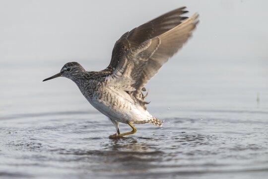 Bruchwasserstr&auml;der, tringa glareola, wood sandpiper, birds, charadriiformes, flying, flight, limikolen, snipe birds, scolopacidae, birds, waders, waders