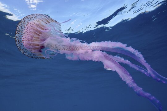 A mauve stinger (Pelagia noctiluca) swims beneath the blue sea surface. Dive site Cap de Creus Marine Protected Area, Rosas, Costa Brava, Spain, Mediterranean Sea