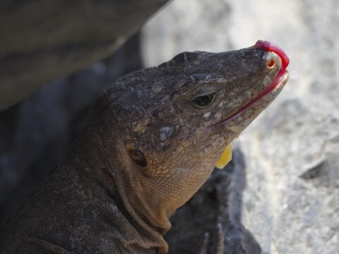 Close-up of the head of a Gran Canaria giant lizard (Gallotia stehlini) sticking out its tongue in a rocky environment, Gran Canaria, Spain
