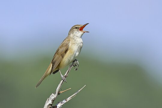 Great Reed Warbler (Acrocephalus arundinaceus), with open beak, singing, twittering, sitting on a twig, singing station, natural habitat, migratory bird, songbirds Lake Neusiedl, Burgenland, Austria