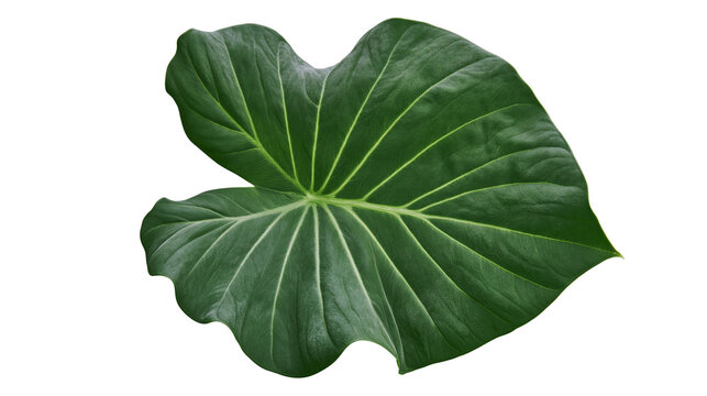 Large textured dark green elephant ear leaf with prominent veins, isolated on transparent background