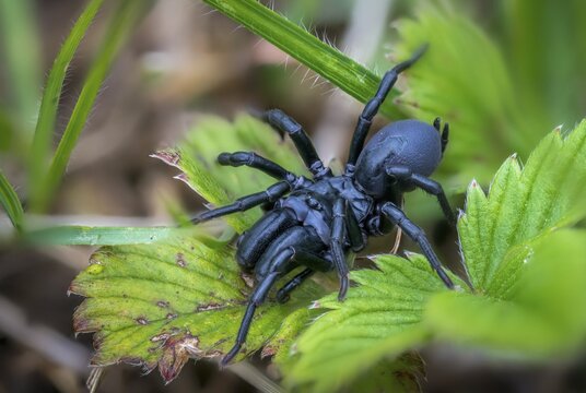 Atype piceus, black pursweb spider, mygalomorphae, pitch-black wallpapering spider, purseweb spider, wallpaper spider, tarantula, spiders, spiders