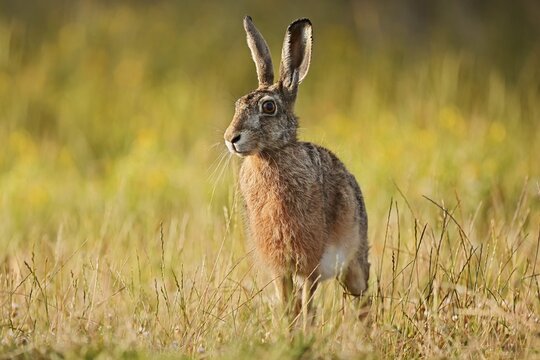 A brown hare (Lepus europaeus) stands in a meadow, North Rhine-Westphalia, Germany