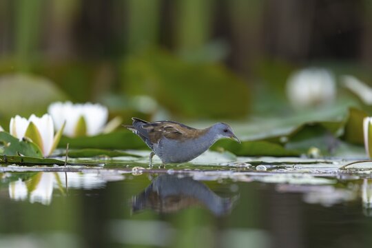 Little swamp hen (Porzama parva), in water, water lilies, Race, Slovenia
