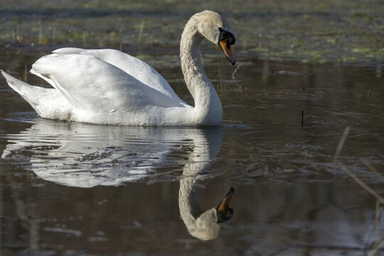 Cygnus olor, mute swan, anatidae, birds, duckbirds, cusp swan, swans, swans, birds, waterbirds