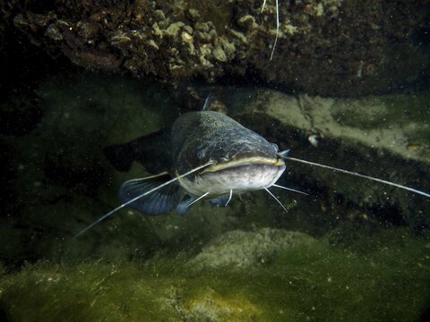 Catfish (Silurus glanis), Waller, at night in dark water under rocks and plants, dive site Klosterinsel, Rheinau, Canton Zurich, Rhine, High Rhine, Switzerland, Germany