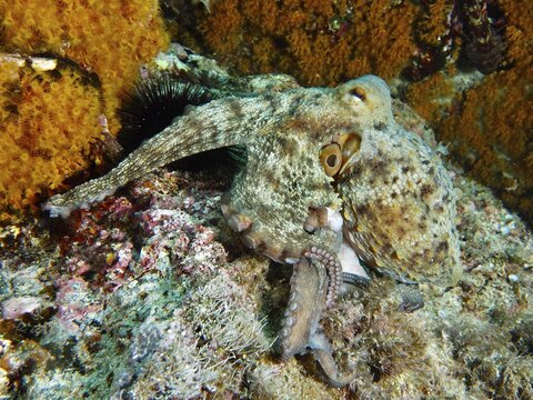 Common Octopus (Octopus vulgaris) crawling over colourful seabed with crustacean anemones, dive site Giens Peninsula, Mediterranean Sea, Porquerolles, Provence, C&ocirc;te d'Azur, France