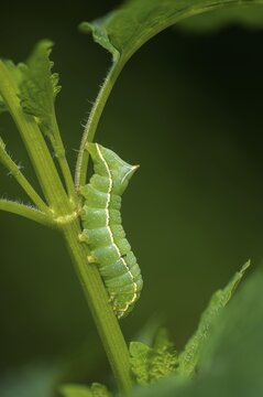 Amphipyra berbera, Amphipyra svenssoni, owl moth, noctuidae, pyramidal owl, Svensson's copper underwing, Svensson's pyramidal owl, butterfly, high size, portrait, inchworm, insects, moths, moths, moth, caterpillar, butterfly