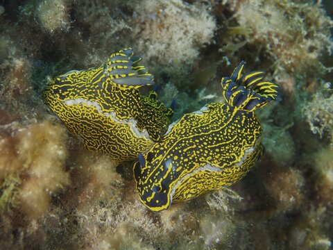 Two striking nudibranchs, yellow-purple star nudibranchs (Felimare picta), moving across a reef at the El Cabron Marine Reserve dive site, Arinaga, Gran Canaria, Spain, Europe, Atlantic Ocean