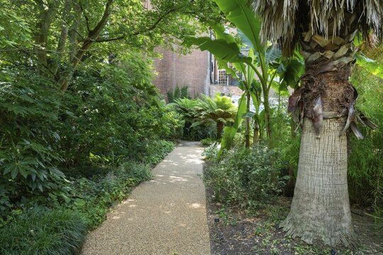 Narrow path leads past palm trees and trees, Chelsea Physic Garden, historic botanical garden, oldest botanical garden in London, founded in 1673 by the Worshipful Society of Apothecaries, Chelsea, England, Great Britain