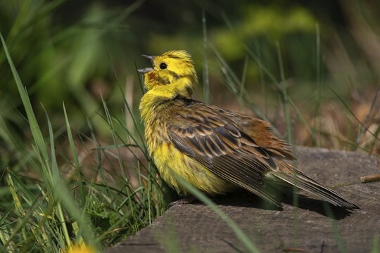 Emberiza Citrinella, Yellowhammer, Yellowhammer, Bath, Birds, Male, Passeri, Songbirds, Songbirds, Sunbathing, Birds