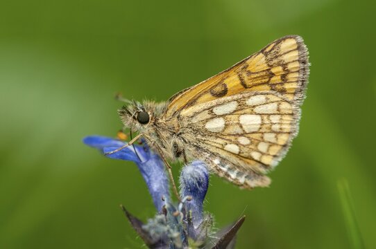 Colorful bighead, carterocephalus palaemon, chequered skipper, yellow cube thighead, butterfly, insects, butterfly, butterflies, butterflies