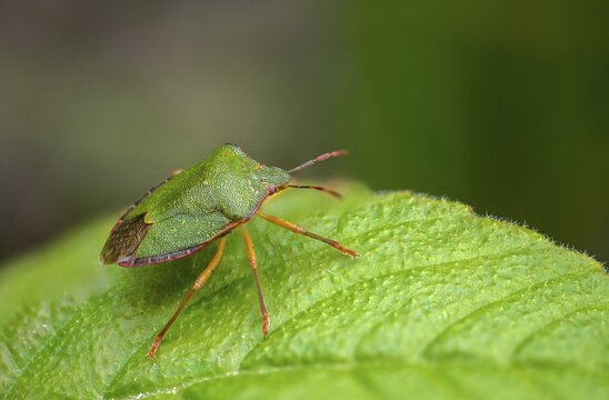 Common stink bug, common greenling, green pentatomide bug, green stink bug, heteroptera, palomena prasina, stink bug, green shield bug, insects, bugs