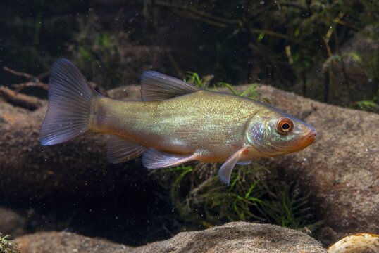 Schleie, Tench, Tinca Tinca, Doctor Fish, Fishes, Pisces