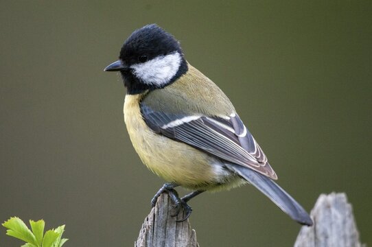 Great tit, great tit, parus major, birds, garden, garden fence, tits, passeri, songbirds, songbirds, tits, birds