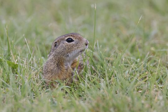 European ground squirrel (Spermophilus citellus) looking out of its burrow in a meadow, Burgenland Austria