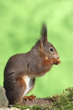 Eurasian red squirrel (Sciurus vulgaris), sitting on moss and eating sunflower seeds, Wilden, North Rhine-Westphalia, Germany