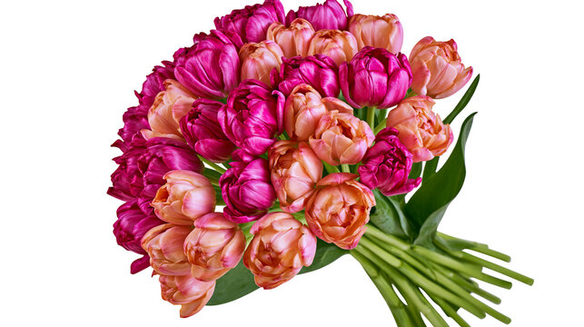 Vibrant bouquet of pink and coral double tulips, isolated on transparent background