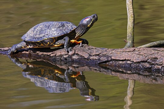 Red-eared slider (Trachemys scripta elegans) sunning itself on a tree trunk in the water, Hamburg, Germany