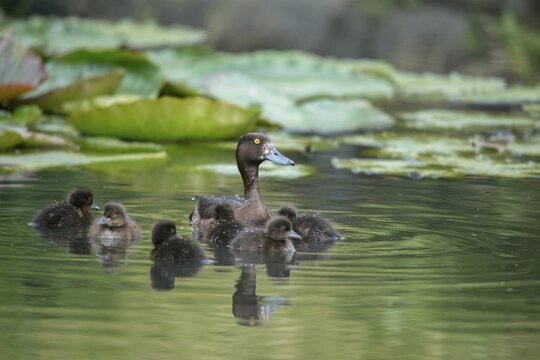 Aythya fuligula, dune cub, heron duck, tufted duck, anatidae, birds, ducks, ducks, duck birds, female, pullus, birds, waterbirds, waterbirds, female