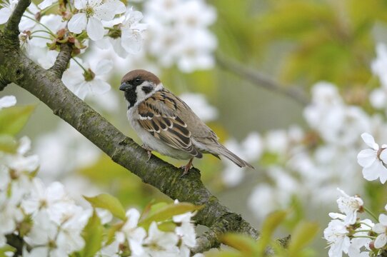 Tree Sparrow, Passer Montanus, Sparrow, Birds, Spring, Garden, Meadow Orchard, Passeri, Songbirds, Sparrow, Sparrow, Sparrow, Sparrow, Sparrow, Sparrow, Spring, Orchard, Birds