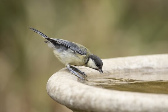 Great tit (Parus major) adult bird drinking water from a garden bird bath, Suffolk, England, United Kingdom