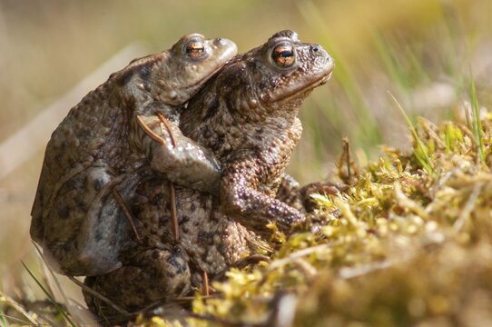 Bufo bufo, common toad, toad, amphibians, amphibians, amphibian migration, female, spawning migration, amphibians, male, mating, female