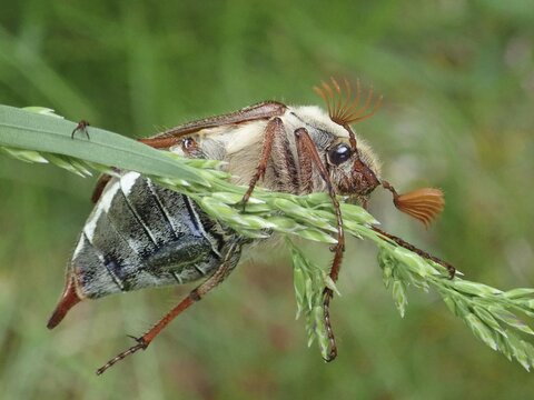 Close-up of a beetle, common cockchafer (Melolontha melolontha), on grass, in a green natural environment, Goms, Canton Valais, Switzerland