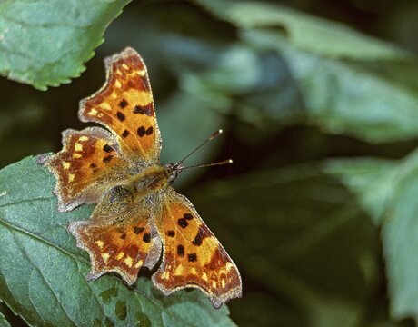 C-butterfly, comma butterfly, nymphalis c-album, polygonia c-album, butterfly, insects, butterfly, butterflies