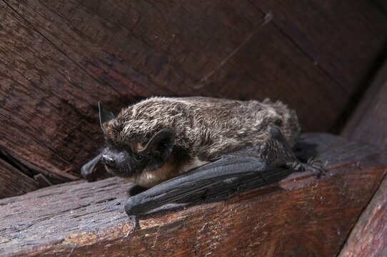 Leather-winged bat, parti-coloured bat, vespertilio murinus, bicolor bat, chiroptera, bats, mammals, mammals