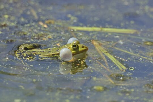 Edible Frog (Pelophylax esculentus) calling male in spawning water, Wagbachniederung nature reserve, Wagh&auml;usel, Baden-W&uuml;rttemberg, Germany