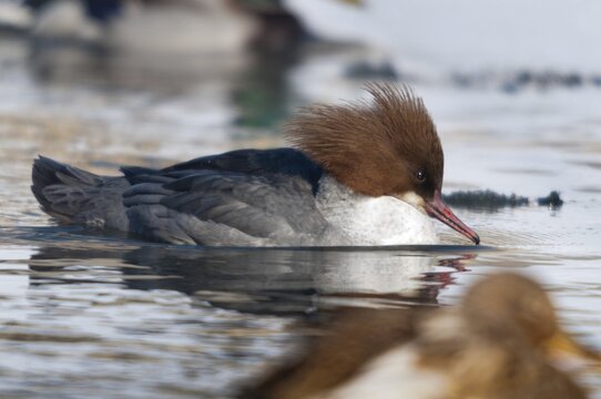 Goosander, goose s&auml;ger, mergus merganser, anatidae, birds, duckbirds, female, sawyer, birds, waterbirds, waterbirds, female