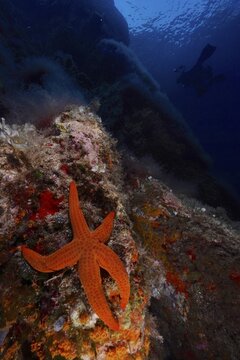 Orange-coloured starfish (Hacelia attenuata) in the Mediterranean near Hy&egrave;res, diver in the background. Dive site marine reserve Port Cros, Provence Alpes C&ocirc;te d'Azur, France