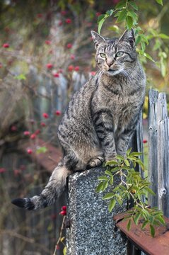 Carnivora, Felis Silvestris forma catus, domestic cat, predators, cat, domesticated animals, garden fence, pet, high size, portrait format, cat, mammals, raptors, mammals