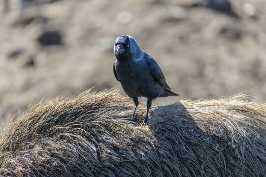 A jackdaw (Coloeus monedula) sits on the back of a wild boar (Sus scrofa). Bavaria, Germany