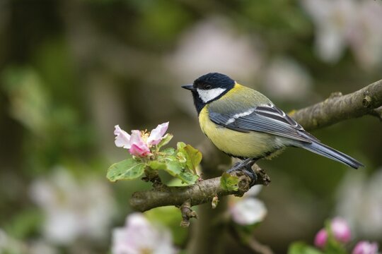 Great tit, great tit, fruit tree blossom, parus major, birds, spring, garden birds, tits, passeri, songbirds, song birds, spring, tits, birds