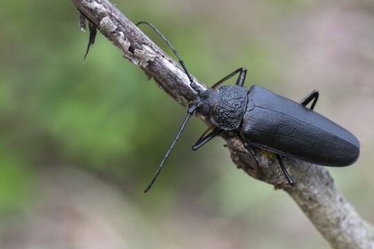 Cerambycidae, Ergates Faber, Mulmbock, Housebuck, Beetle, Longhorn Beetle, Coleoptera, Female, Insects, Beetles, Long-Horned Beetle, Female