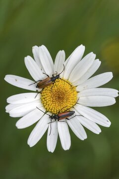 Black-striped Longhorn Beetle, Cerambycidae, Spotted Horned Chock, Common Narcock, Small Narrow Beetle, Leptura Maculicornis, Paracorymbia Maculicornis, Schmalbock, Black-tailed Schmalbock, Spotted Horned Longhorn Beetle, Stenurella Melanura, Stictoleptura Maculicornis, Strangalia ura, beetle, longhorn beetle, coleoptera, high size, portrait, insects, beetles