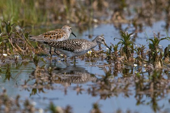 Alpine sandpipers, fractured water striders, calidris alpina, dunlin, tringa glareola, wood sandpipers, birds, charadriiformes, limicoles, snipe birds, scolopacidae, birds, waders, waders