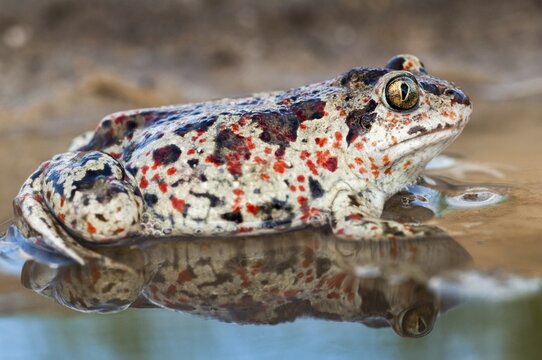 Common spadefoot, garlic toad, pelobates fuscus, amphibians, amphibians, amphibians, amphibians, toads