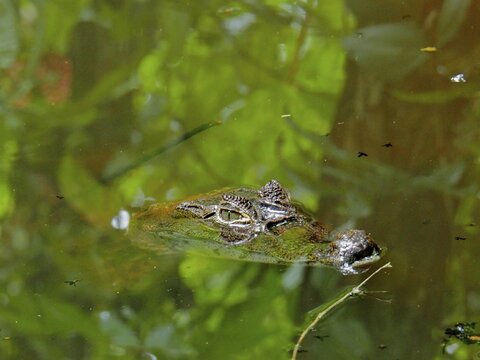 Spectacled caiman (Caiman crocodilus), spectacled caiman, in a pond in La Amistad National Park, Selva Bananito Lodge, Costa Rica, Central America