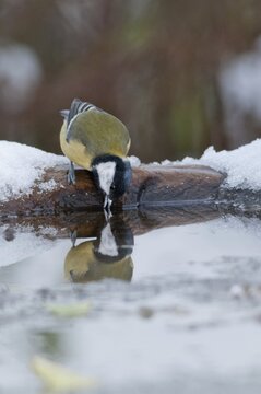 Great tit, great tit, parus major, bath, bird bath, birds, high size, portrait format, tits, passeri, snow, songbirds, tits, drinking, birdbath, birds, watering place, winter