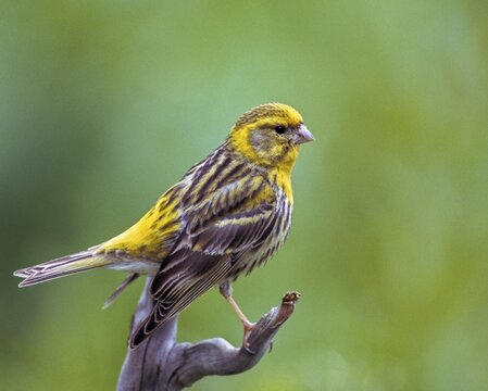 European Serin, serine, serinus serinus, birds, male, passeri, songbirds, birds