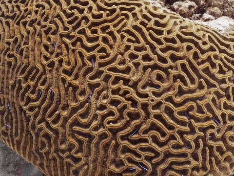 Close-up of a brown, richly textured coral, Brain coral (Diploria labyrinthiformis), underwater. Dive site John Pennekamp Coral Reef State Park, Key Largo, Florida Keys, Florida, USA