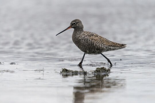 Dark water strider, spotted redshnak, tringa erythropus, birds, charadriiformes, limikolen, snipe birds, scolopacidae, transitory plumage, birds, waders, transitional dress