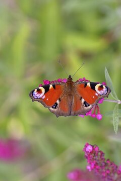 Peacock butterfly (Inachis io) sucking nectar on butterfly bush (Buddleja davidii), in a natural environment in the wild, close-up, wildlife, insects, butterflies, butterflies, Wilnsdorf, North Rhine-Westphalia, Germany
